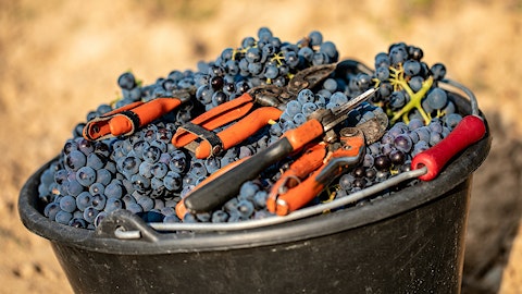 AIX Rosé Grapes Grenach Shiraz Cinsault 3